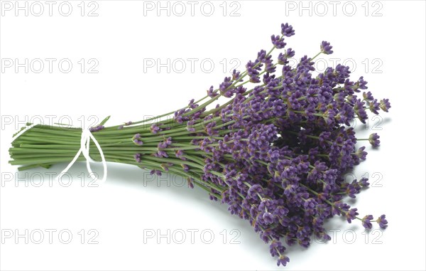 True lavender or narrow-leaved lavender