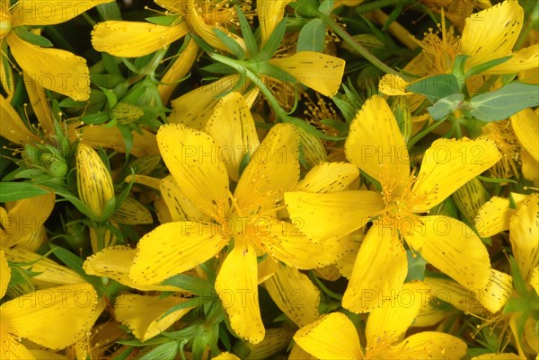 Medicinal plant St. John's wort