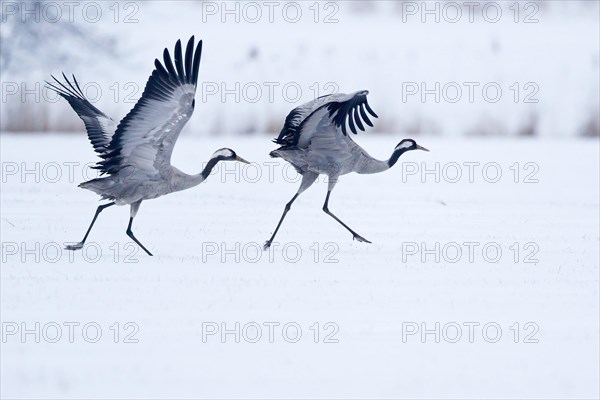 Two common crane