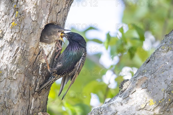 Common starling