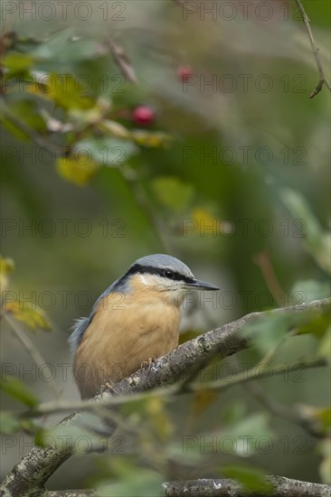 European nuthatch