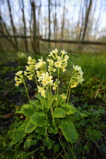 True oxlip