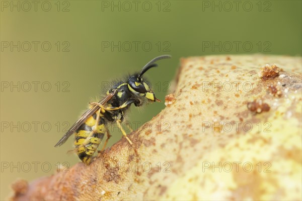 Common wasp