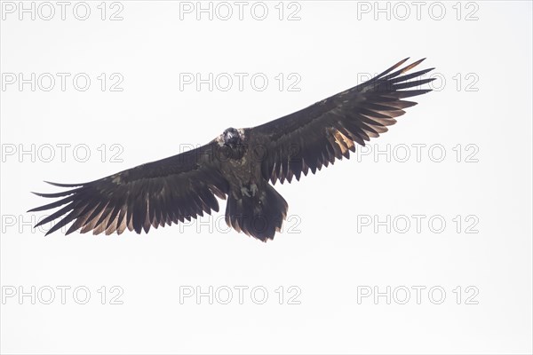 Juvenile bearded vulture