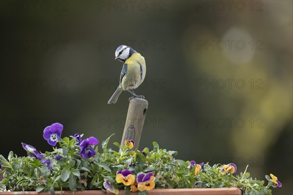 Blue tit