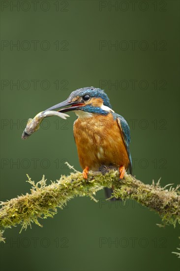 Common kingfisher