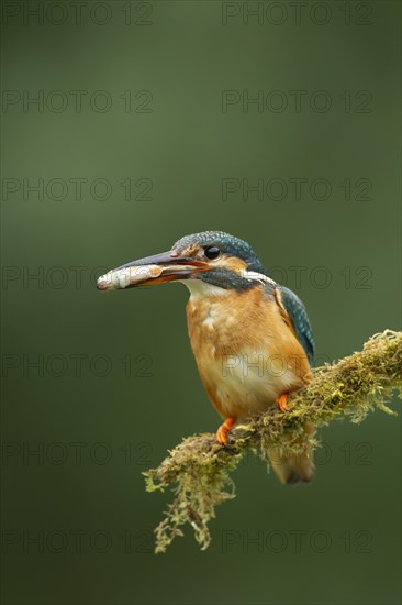 Common kingfisher