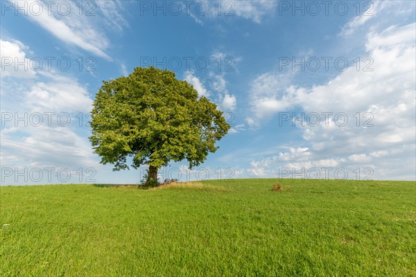 Lone basswood tree on a hill in the landscape. Jura