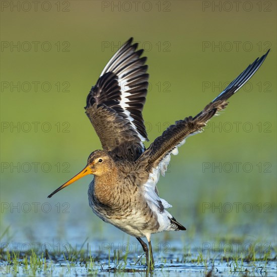 Black-tailed Godwit