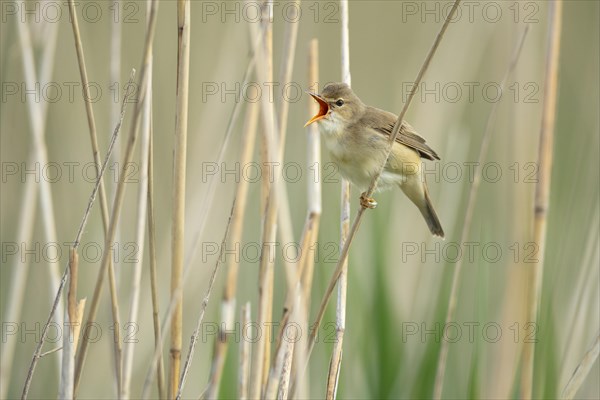 Singing reed warbler