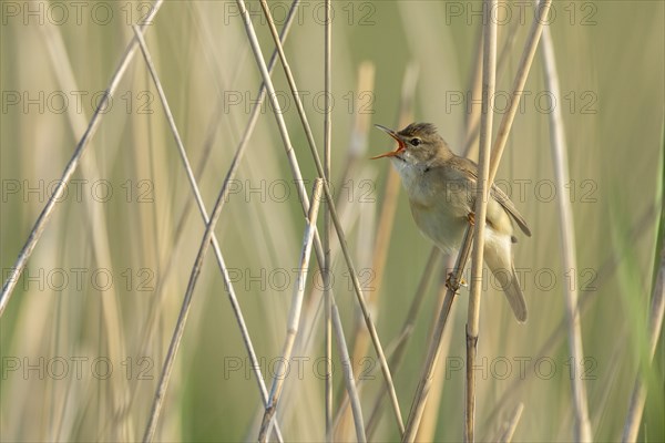 Singing reed warbler