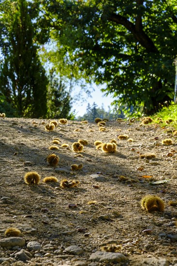 Chestnuts along the path