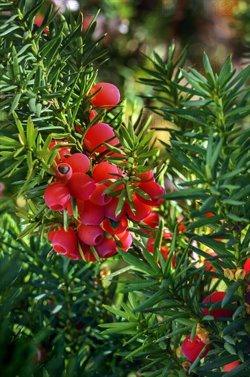 Red berries