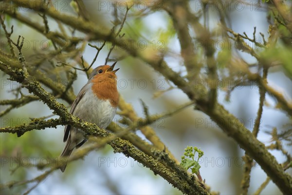 European robin