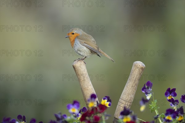 European robin