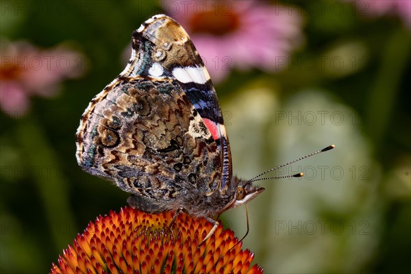 Admiral butterfly with closed wings sitting on orange flower looking right