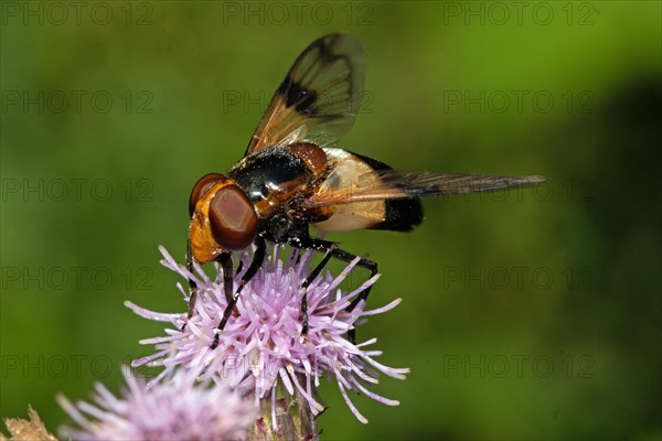 Common Wood Hoverfly