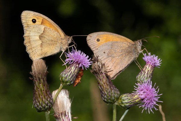 Large bull's eye two moths with closed wings sitting on purple flowers sucking right seeing