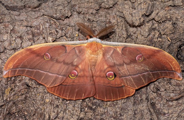 Japanese oak silk moth butterfly with open wings sitting on tree trunk from behind