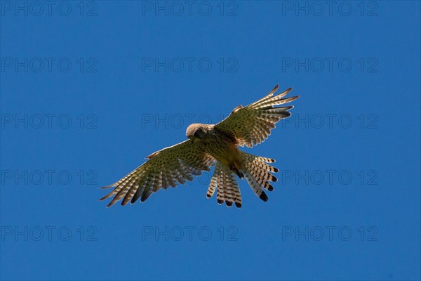 Kestrel with open wings flying diagonally left looking in front of blue sky