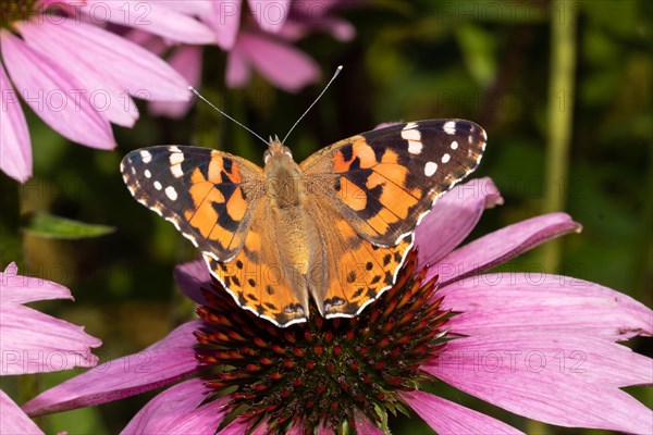 Thistle butterfly butterfly with open wings sitting on red flower from behind