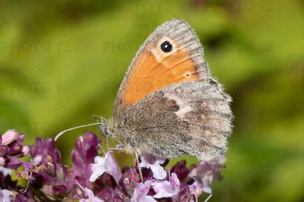 Small meadowbird butterfly with closed wings sitting on purple flower sucking seeing left