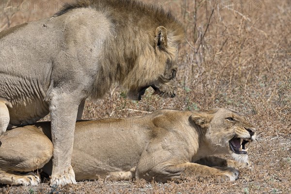 African lion