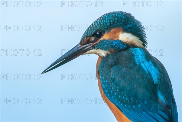 Portrait of a kingfisher