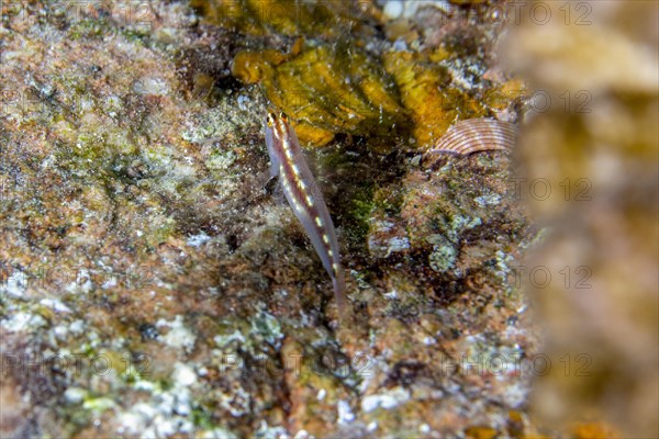 Goby on stone coral