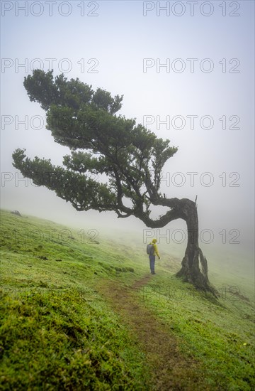 Hikers under a stinkwood