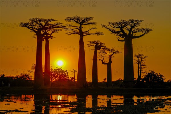 Backlight of the Avenue de Baobabs at sunset near Morondavia