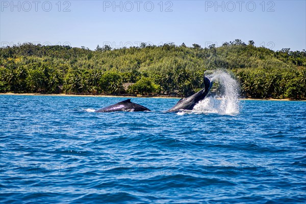 Humpback whale