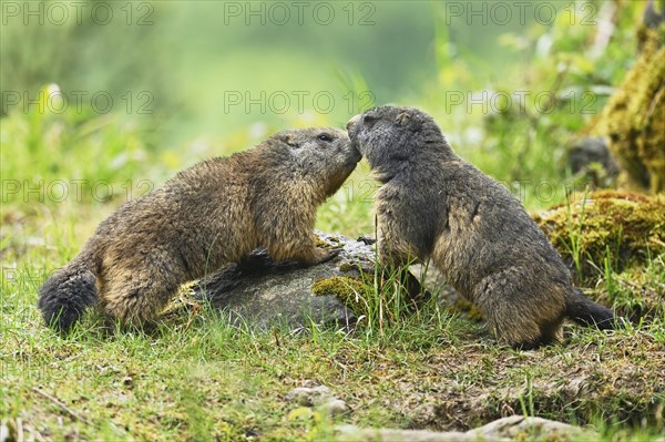 Two Alpine marmots