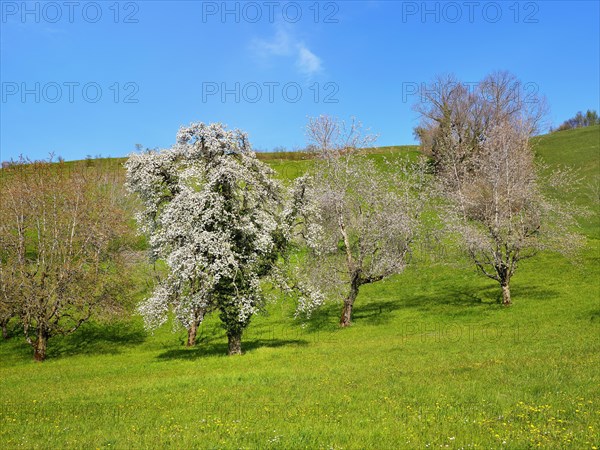 Flowering european pear