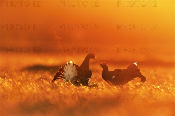 Black grouse