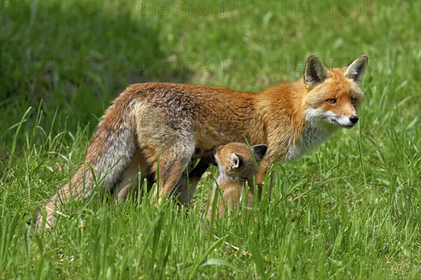 Two red fox