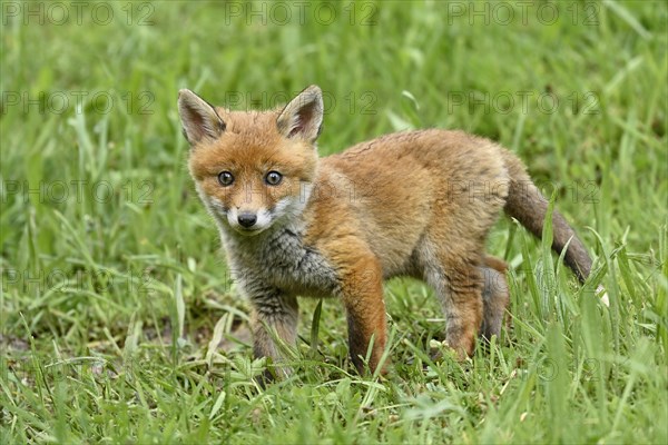 Red fox