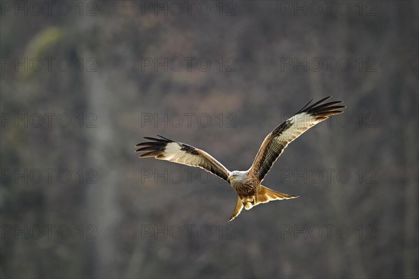 Red kite