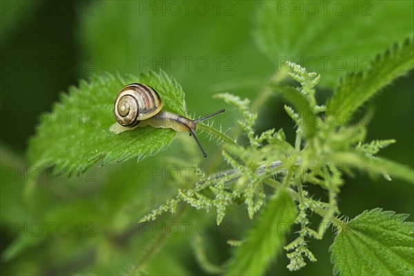 Grove snail