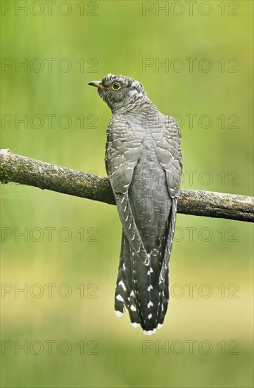 Common cuckoo