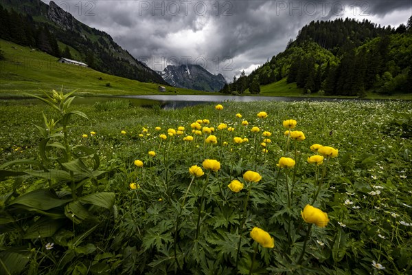 Globeflowers