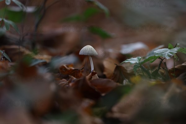 Small mushroom protruding from the carpet of leaves in a deciduous forest
