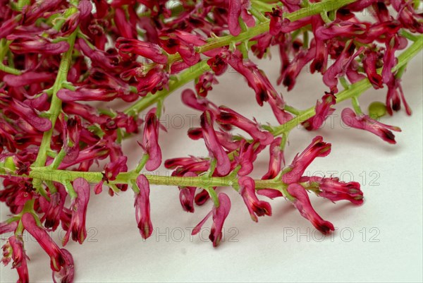 Medicinal plant Common fumitory