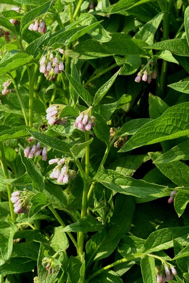 Medicinal plant common comfrey