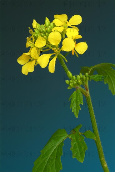 Medicinal plant White mustard