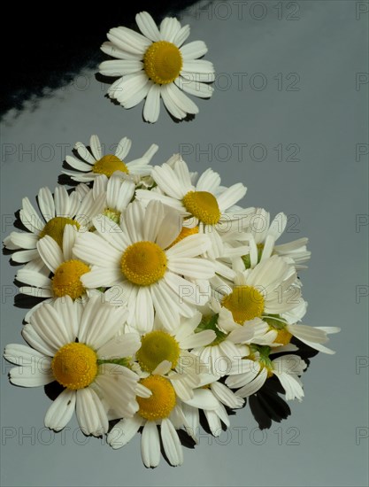 Medicinal plant Chamomile