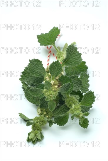 White horehound