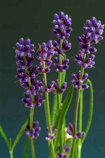 True lavender or narrow-leaved lavender