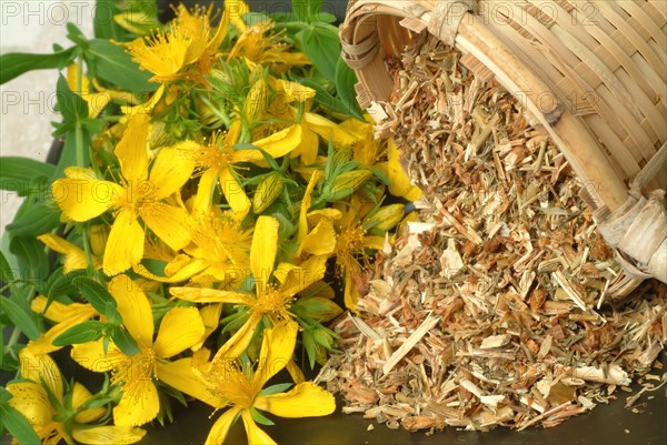 Medicinal plant St. John's wort