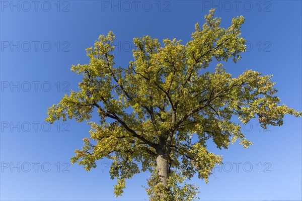 Oak tree